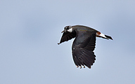 Northern Lapwing (Vanellus vanellus)